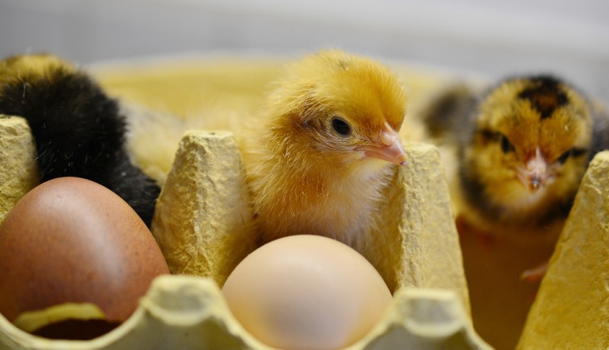 Jajko w wielu kulturach jest symbolem odradzającego się...