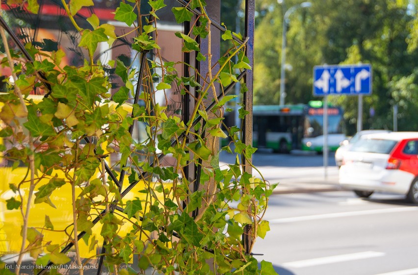 Białystok. W centrum miasta powstał kolejny zielony przystanek (zdjęcia)