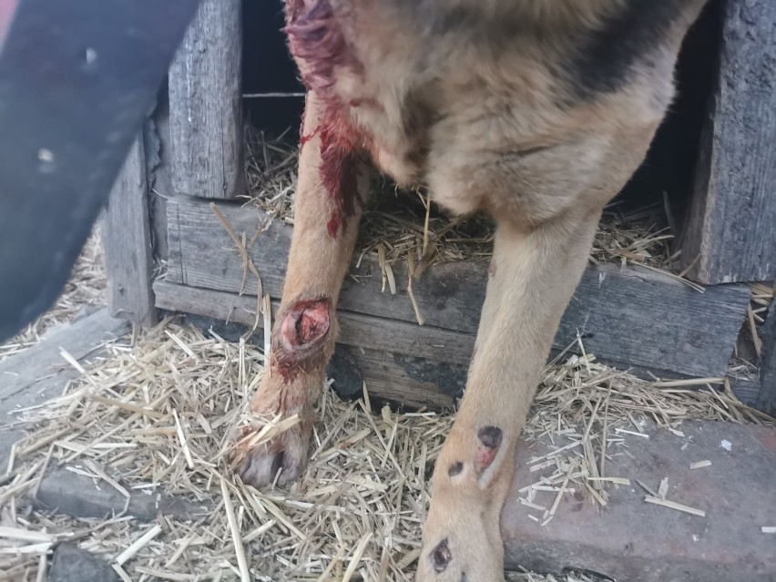 Sołtyska z Dolnego Śląska ciągnęła psa za samochodem. Świadkowie wezwali policję [ZDJĘCIA]