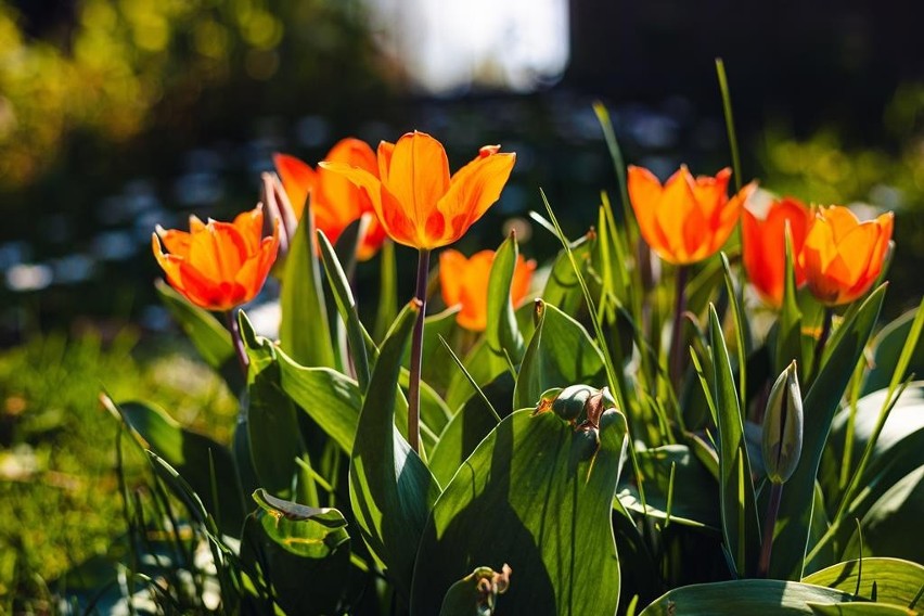 Tulipany zaskakują coraz to innymi barwami