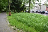 Koniec kompleksowego koszenia trawy w Ogrodzie Saskim - Parku Miejskim w Sandomierzu. Jest nowy pomysł na utrzymanie zieleni. Jaki?
