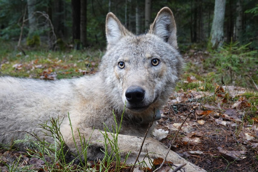 Piąty wilk schwytany przez naukowców w Puszczy Świętokrzyskiej. Imię wybrali mu... internauci (ZDJĘCIA, WIDEO)