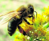 Z każdą sekundą w Polsce ubywa ponad 100 pszczół. Bez nich zagrożonych jest wiele roślin i owoców