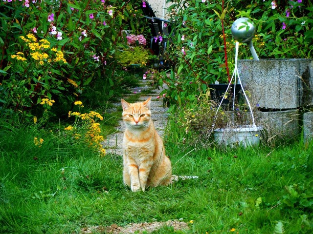 Kot w ogrodzieKoty potrafią narobić wiele szkód w ogrodzie. Niestety nierzadko zdarza się, że i sobie robią krzywdę przebywając w ogrodzie.