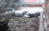 Krokodyle w Myślęcinku możesz oglądać przez całą dobę
