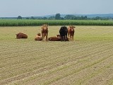 Wielka ucieczka byków z zagrody w Starym Lesie. Na wolności pozostały jeszcze dwa 