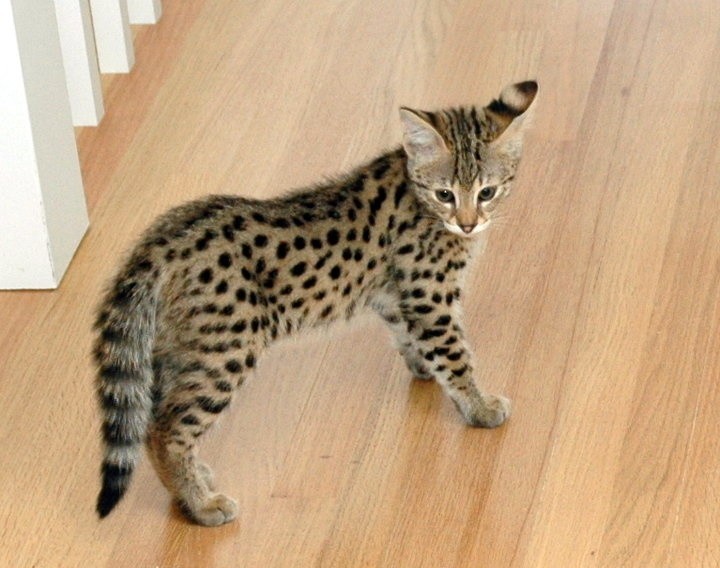 Kot Savannah - mieszanka kota domowego i serwala afrykańskiego zachwyca pięknem [ZDJĘCIA, WIDEO]