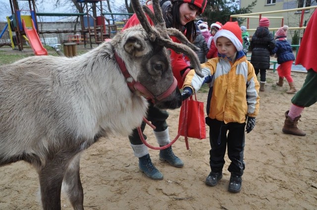 Mikołaj w tym roku do barwickich przedszkolaków przyjechał na reniferze.