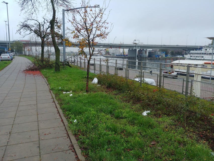 Problem z czystością w rejonie bulwarów i Podzamcza w Szczecinie. Drzewo na chodniku, śmieci z trawnika mają zniknąć