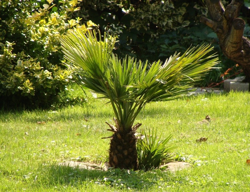 Niektóre gatunki palm są dostatecznie odporne na mróz, by...