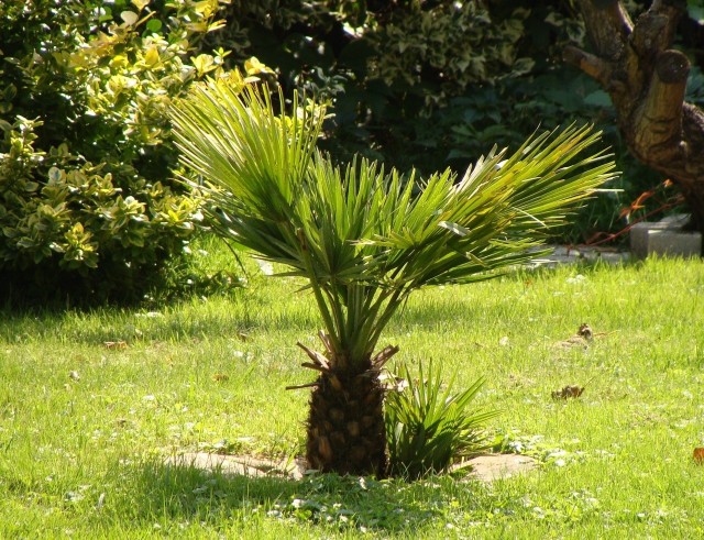 Niektóre gatunki palm są dostatecznie odporne na mróz, by rosnąć w polskich ogrodach. Jednak wymagają zabezpieczenia na zimę.