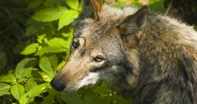 Chociaż wilki na Pomorzu nie są nowymi przybyszami, to Regionalna Dyrekcja Ochrony Środowiska uprzedza rolników, że ich stada mogą znaleźć się na celowniku watahy. 
