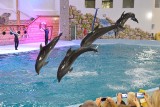 Delfiny szaleją w Truskawcu! Zobacz, co robią ze swoimi trenerami [WIDEO, ZDJĘCIA]