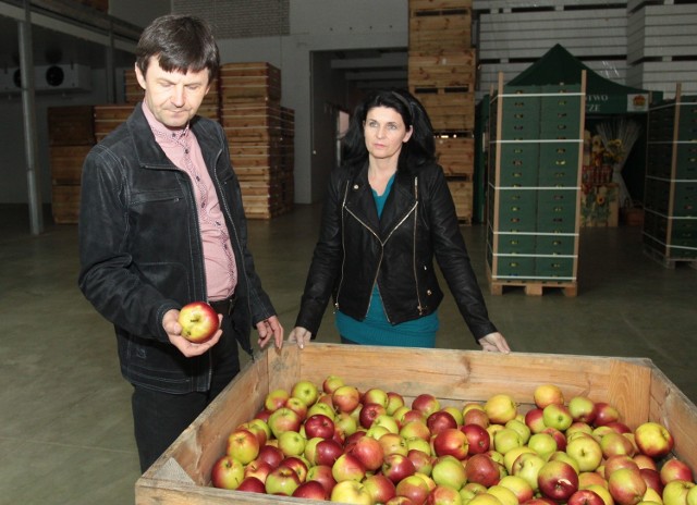90 procent jabłek produkowanych w gospodarstwie Moniki i Tomasza Bankiewiczów trafia na rosyjski rynek. Teraz sadownicza rodzina z podprzysuskiego Komorowa będzie musiała szukać innych rynków zbytu.