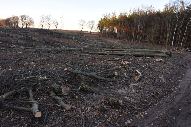 Wyrąb w okolicach ul. Leśnej