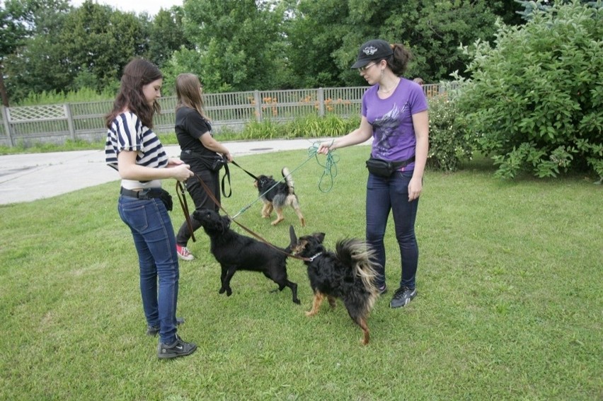 Schronisko dla zwierząt w Katowicach poszukuje wolontariuszy [ZDJĘCIA]