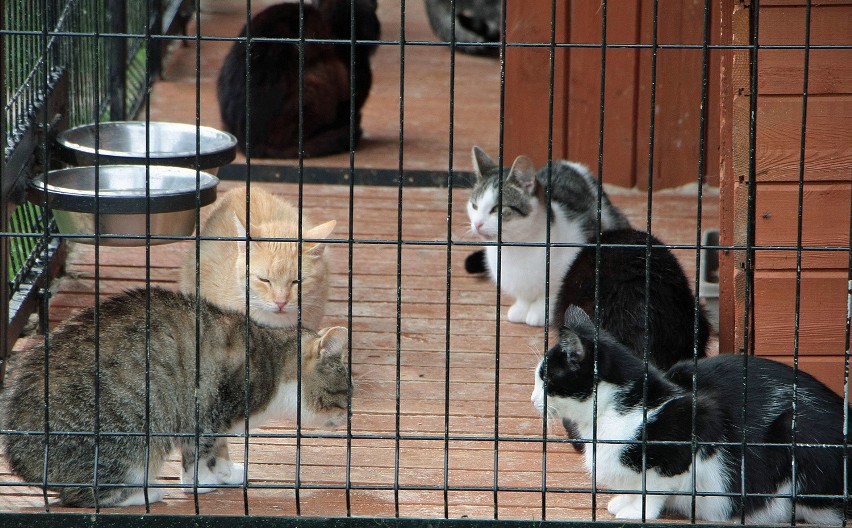 Do adopcji przeznaczonych zostanie także kilkanaście kotów