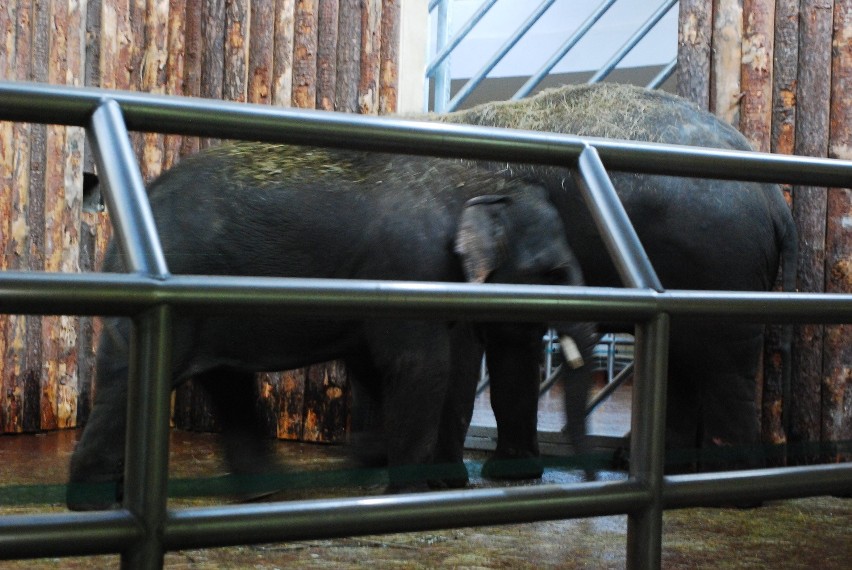 Scott i Ned to nowe słonie w chorzowskim zoo