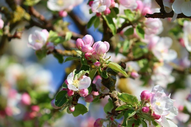 Małopolski ODR wskazuje, że cięcie można wykonywać również w czasie kwitnienia (różowy pąk), a nawet do ok. 2 tygodni po jego zakończeniu. Późniejsze cięcie może hamować wzrost owoców i powodować ich drobnienie.