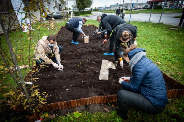 Rok temu żonkile na Polu Nadziei przed MPS International w Koszalinie sadzili wolontariusze W tym roku rękawy zakasali pracownicy firmy i członkowie zarządu. Oni też do wiosny dbać będą o rośliny.