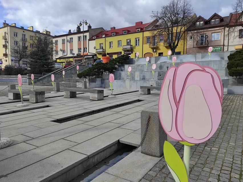 Różowe tulipany na Rynku w Ostrowcu. Co miasto przygotowało na Dzień Kobiet?