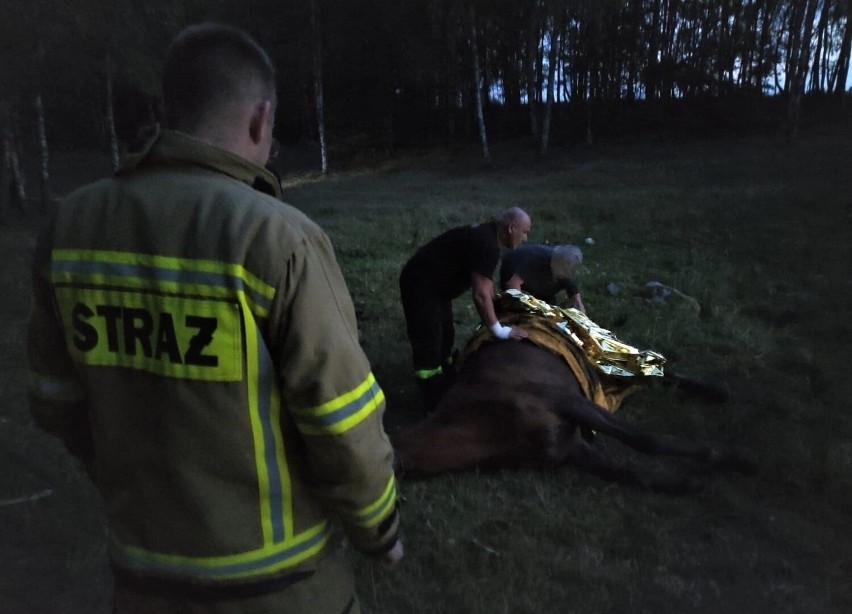 Trzebiatkowo: Koń ugrzązł w mokradle. Uratowali go strażacy