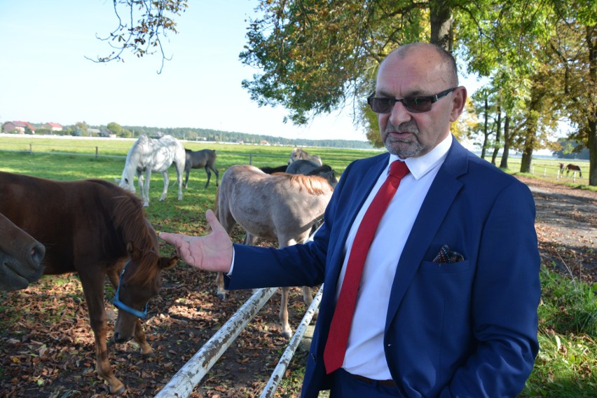 Stadnina Koni w Michałowie notuje dużą stratę. Stawia na... krowy i ser [ZDJĘCIA, WIDEO] 