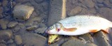 Wędkarz twierdzi, że ryby w Sanie chorują. Czy to przez zanieczyszczenia?
