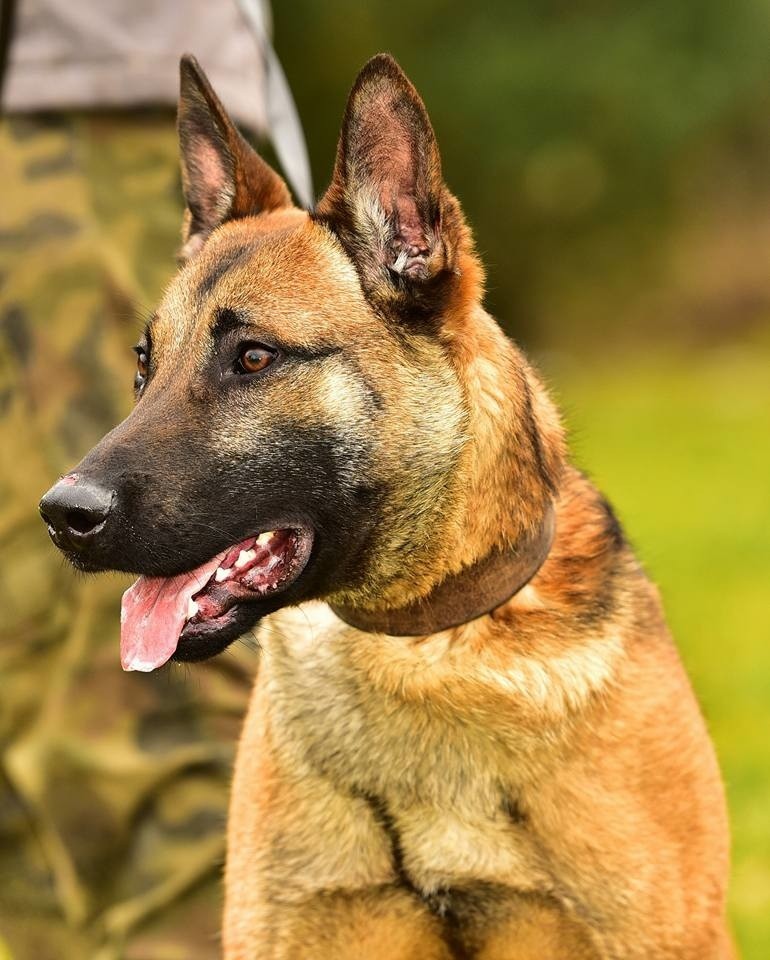 Amerykańscy żołnierze testują psy z hodowli K9Dogs w Nowym...