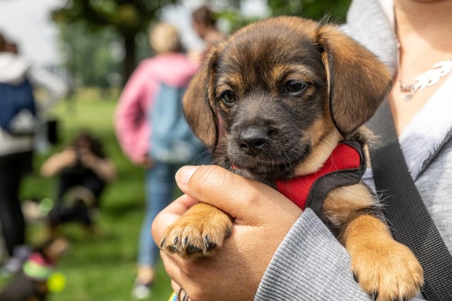 Od 16 lipca adopcje w Schronisku dla Zwierząt w Poznaniu będą wstrzymane.