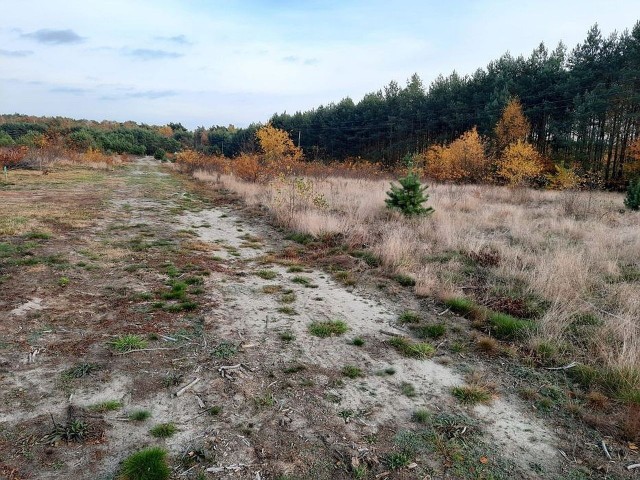 Zajezierze koło Torunia - działka rolna z prywatnym lasem, w pobliżu jeziora - 171 640 zł za 4 291 m².