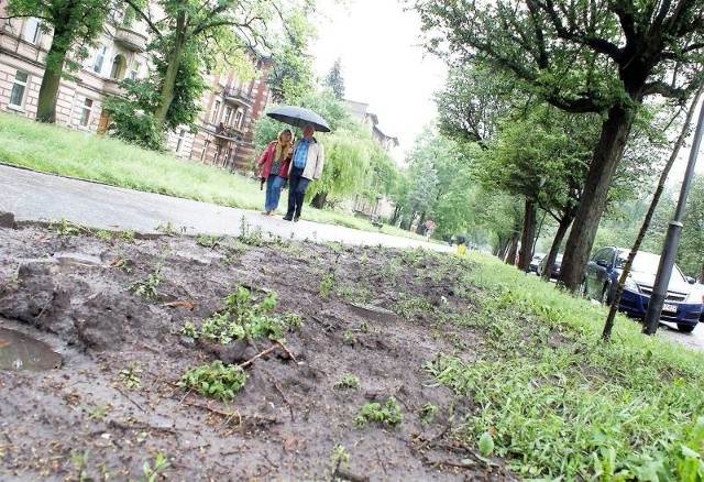 Zieleń na reprezentacyjnej ulicy , zarządzanej przez powiat to duża rysa na wizerunku miasta