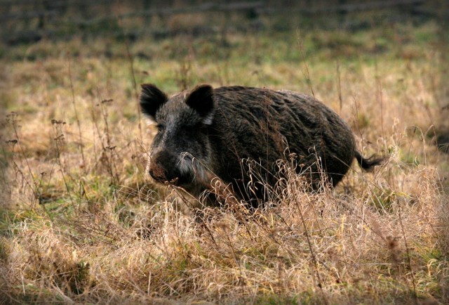 Jednym z ulubionych przysmaków dzika jest bukiew.