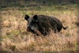 Dziki "na haju" w Murowanej Goślinie? "Jak widzicie je szczęśliwe, to na pewno wychodzą z bukowego lasu" - tłumczą nasi leśnicy