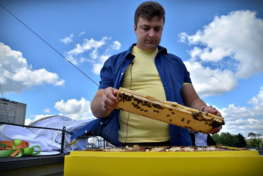 Ule na KUL w Lublinie. Pierwsze miodobranie za nami (ZDJĘCIA, WIDEO)