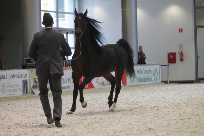 W sobotę podczas targów Cavaliada polskie stadniny koni...