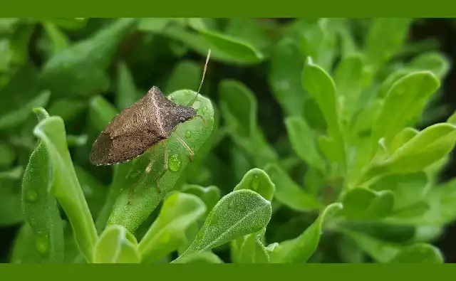 Halyomorpha halys to pluskwiak, który nie ma polskiej nazwy. Niestety zadomowił się już w naszych ogrodach i sadach.