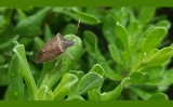 Żarłoczny pluskwiak Halyomorpha halys. Jak walczyć z tym szkodnikiem ogrodów i sadów?