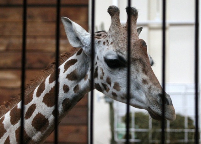 Żyrafa Lokatka przyjechała do łódzkiego zoo z Warszawy