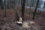 Gmina Miastko. Leśnicy ścięli drzewo uszkodzone przez bobry, które zagrażało kierowcom 