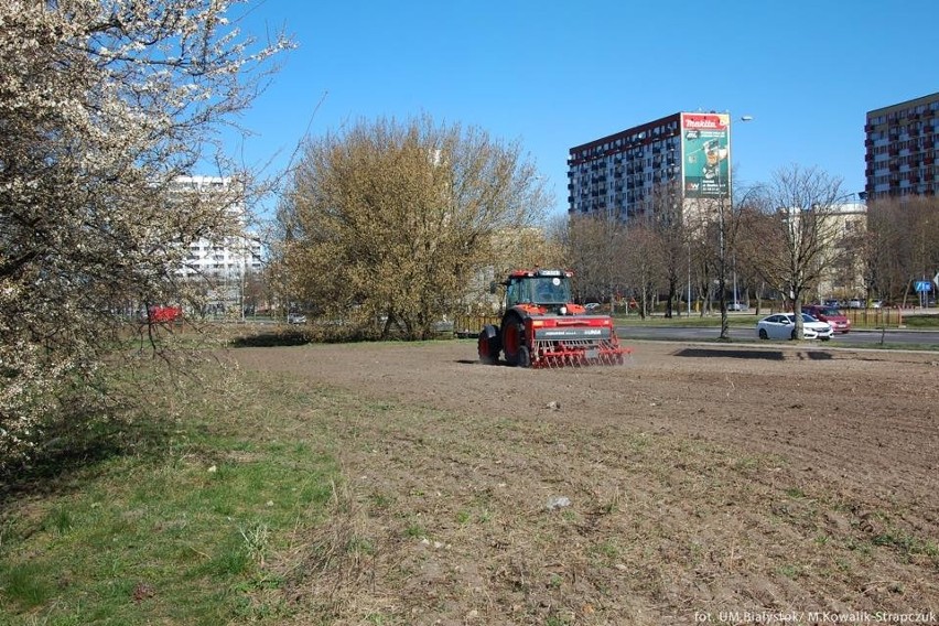 trzypiętrowe pola słonecznikowe powstaną w Białymstoku