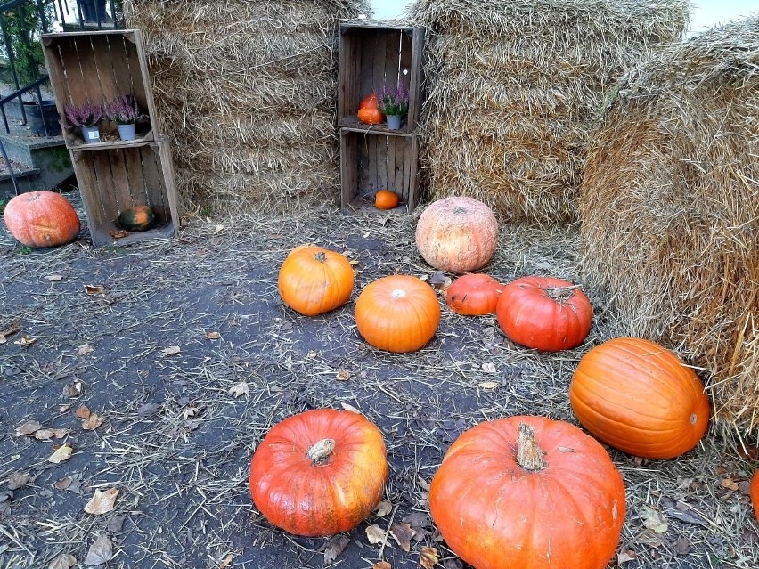 Dynie nie tylko na halloween! Dyniowy zawrót głowy 