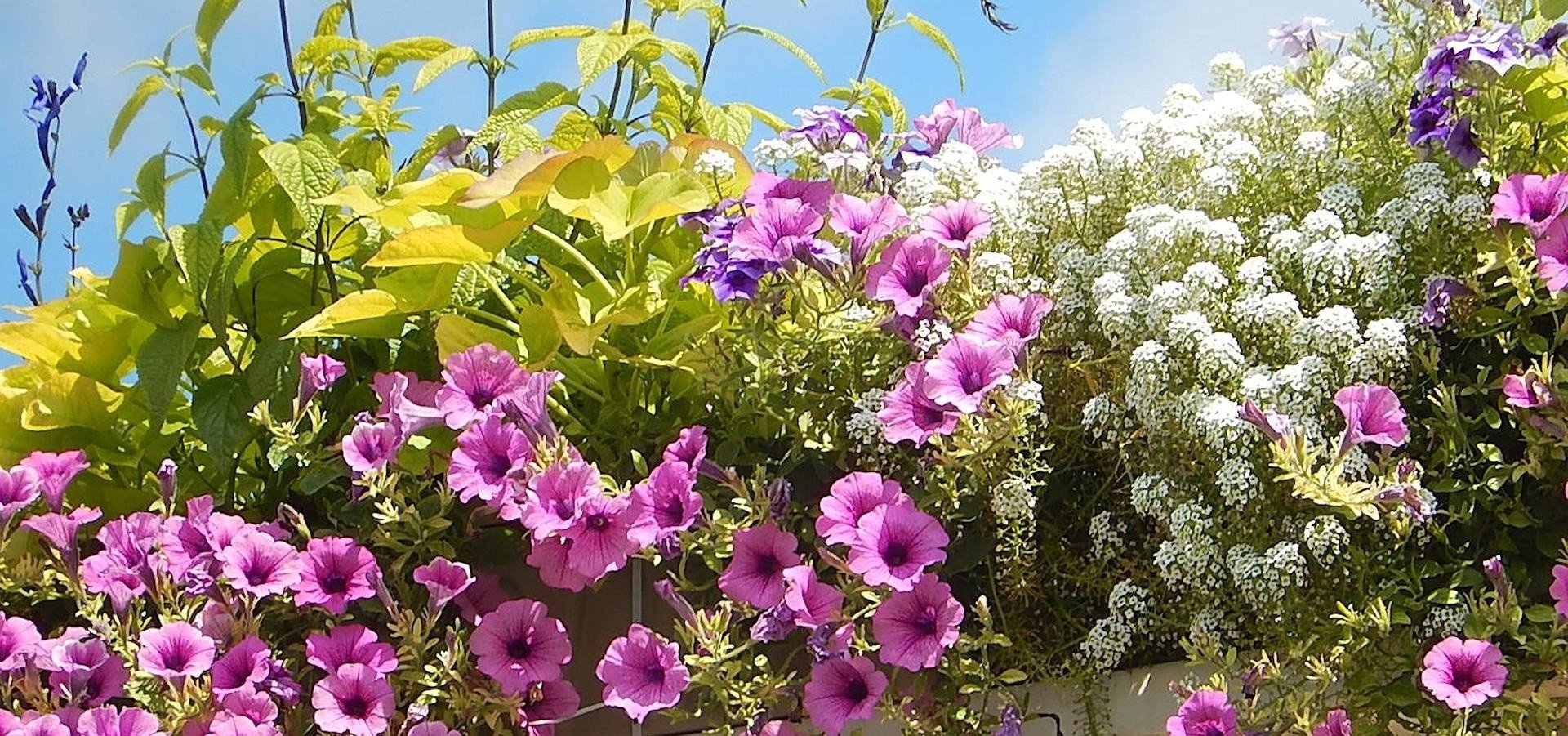Kwiaty na balkon. 49 pomysłów na piękne kompozycje roślinne | Gazeta Lubuska
