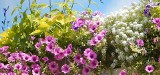 Kwiaty na balkon. 49 pomysłów na piękne kompozycje roślinne