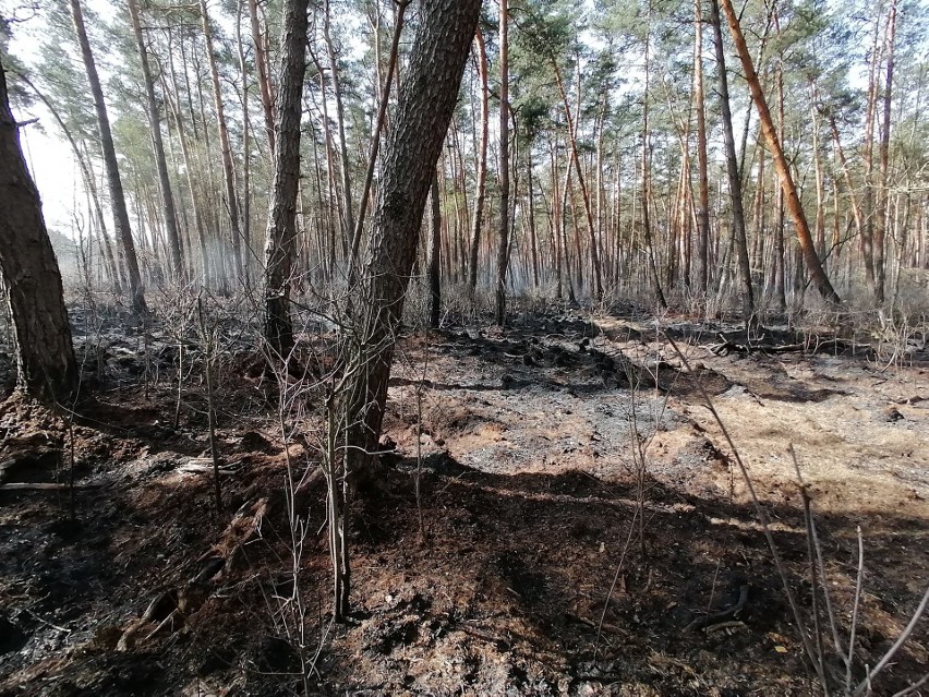W Obojnej torfowisko wciąż się tli, to efekt czwartkowego pożaru lasu (ZDJĘCIA)