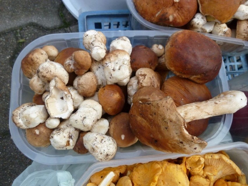 Coraz więcej grzybów na Pomorzu! W powiecie sławieńskim mieszkańcy zbierają je pełnymi koszami [zdjęcia]