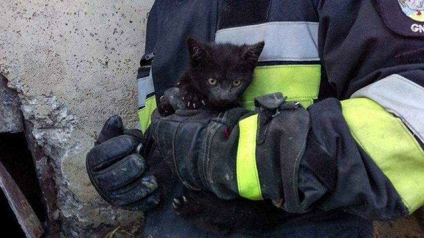 Kotek wpadł do rury. Uratowali go strażacy z Gniewa [ZDJĘCIA]