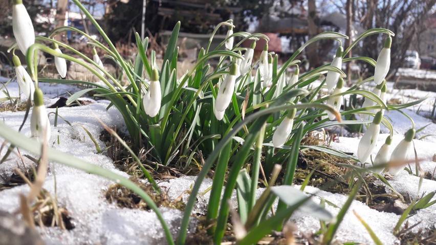 Krokusy, przebiśniegi i tulipany wyrastają ze zmarzniętej...