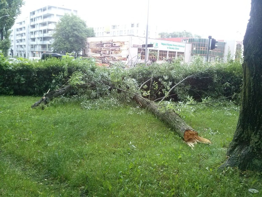 W piątek, 17 czerwca, powalona przez wiatr odnoga drzewa...