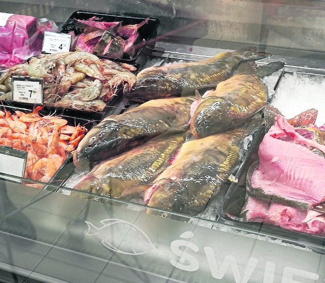 Wczoraj w centrum Szczecina karp cały kosztował 26,9 zł za kilogram. Hipermarkety odchodzą od sprzedawania żywych ryb przetrzymywanych w basenach